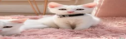 Turkish Angora cats for sale: Gorgeous Kittens!  - Advert 3