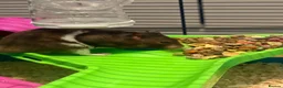 Hamster rodents for sale: Male Syrian hamster - Advert 2