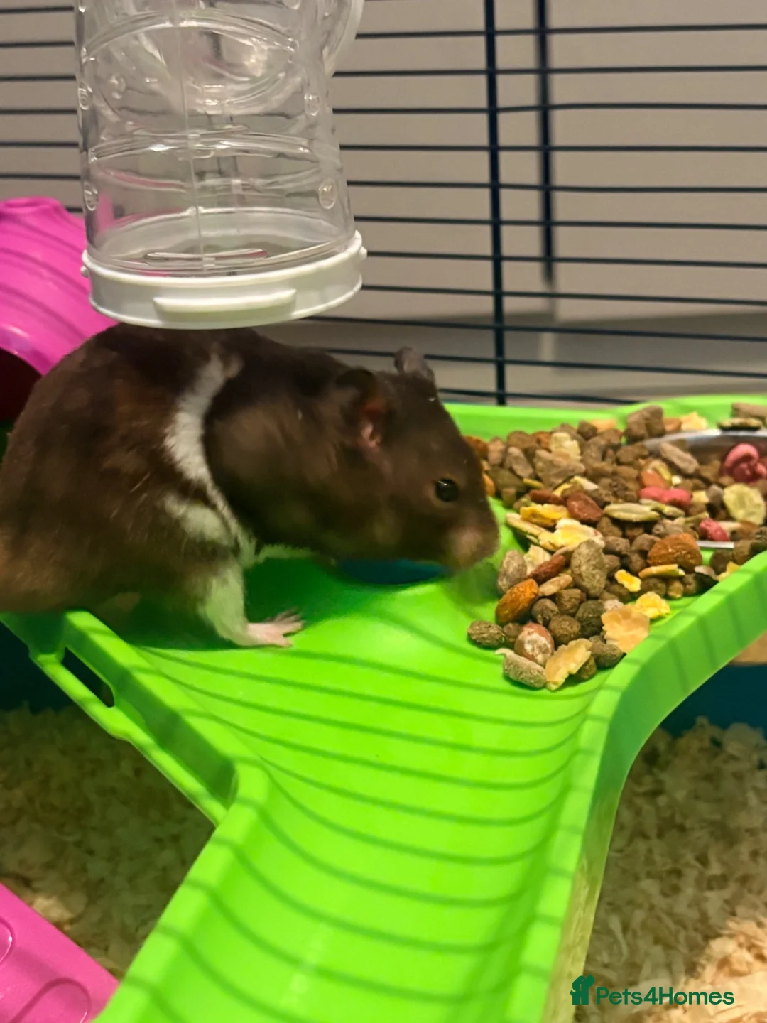 Hamster rodents for sale: Male Syrian hamster - Advert 2