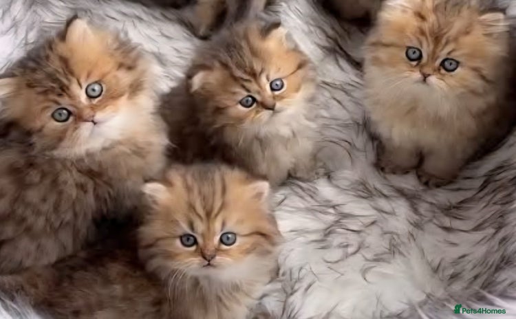 Persian cats - Advert 5