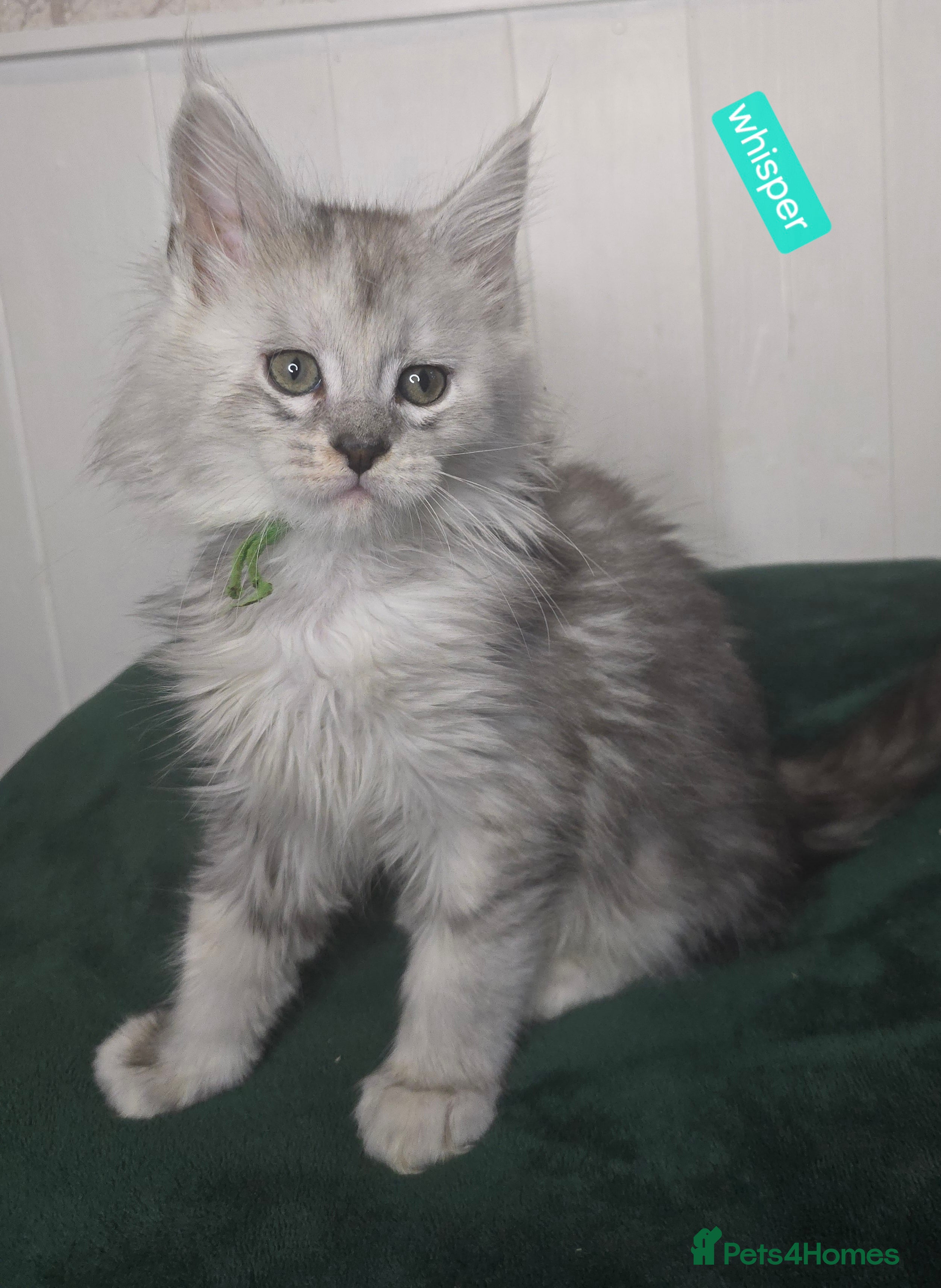 Maine Coon cats Stunning Silver Tica Pedigree Maine Coon Kittens - Advert 18