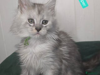 Maine Coon cats Stunning Silver Tica Pedigree Maine Coon Kittens - Advert 1