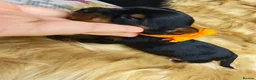 Yorkshire Terrier dogs for sale: Beautiful Yorkies for sale - Advert 7