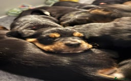 Basset Hound dogs for sale: Beautiful Basset Hound Puppies - Advert 21