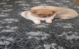 Pomeranian dogs for sale: Top Quality -KC registered  - Image 27