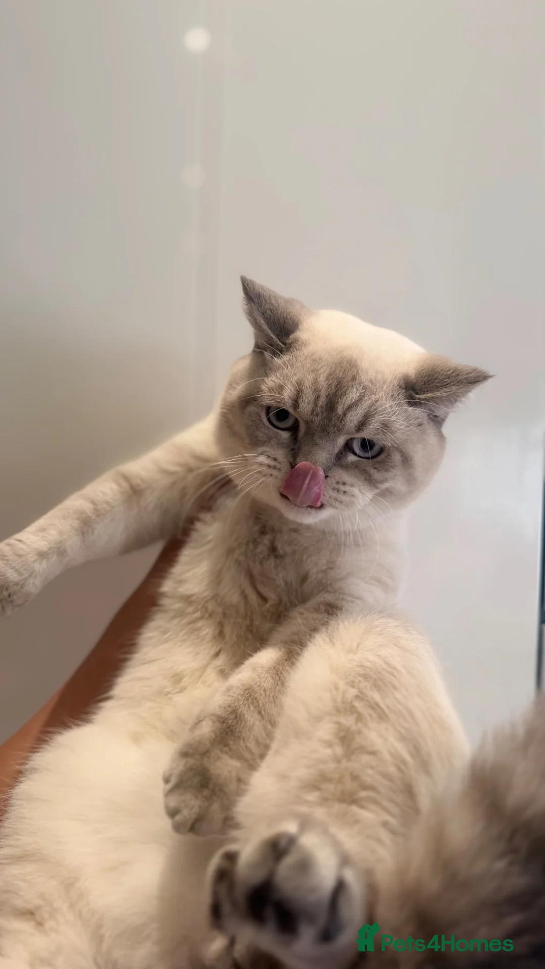 British Shorthair cats for sale:     Beautiful Pure British Shorthair Boy  - Advert 2