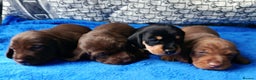 Miniature Dachshund dogs for sale: MINI WIRES KC REG LAFORA PRA CLEAR - Advert 2
