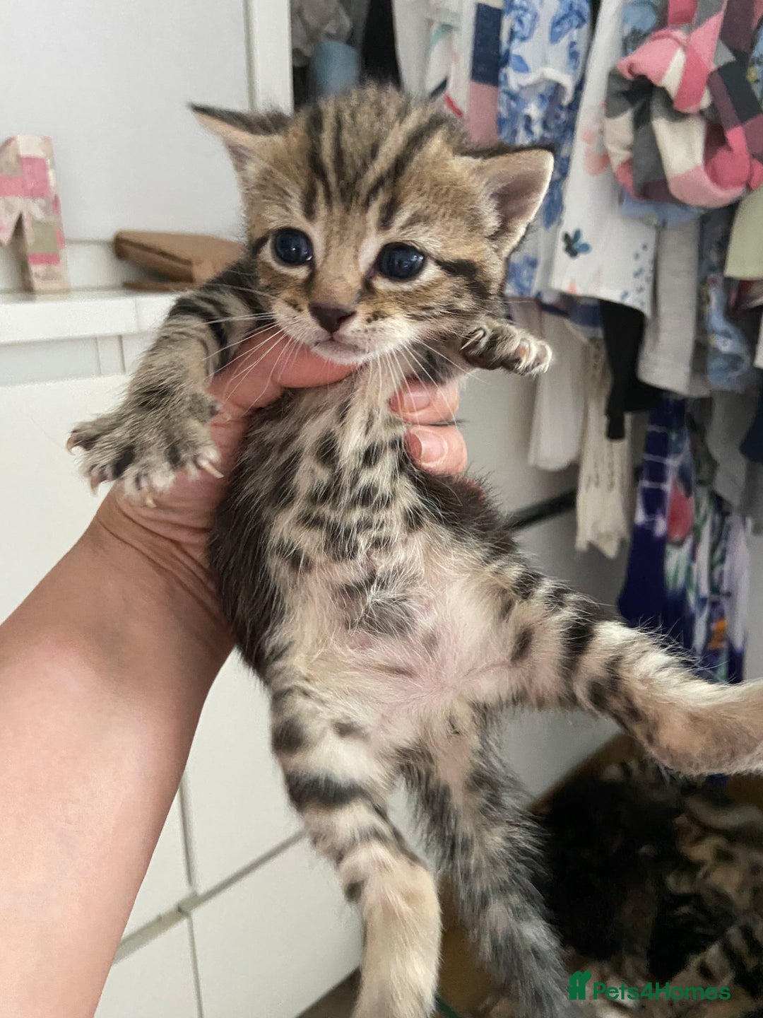 Mixed Breed cats for sale: Gorgeous tabby kittens (ONLY 1 LEFT) - Image 11