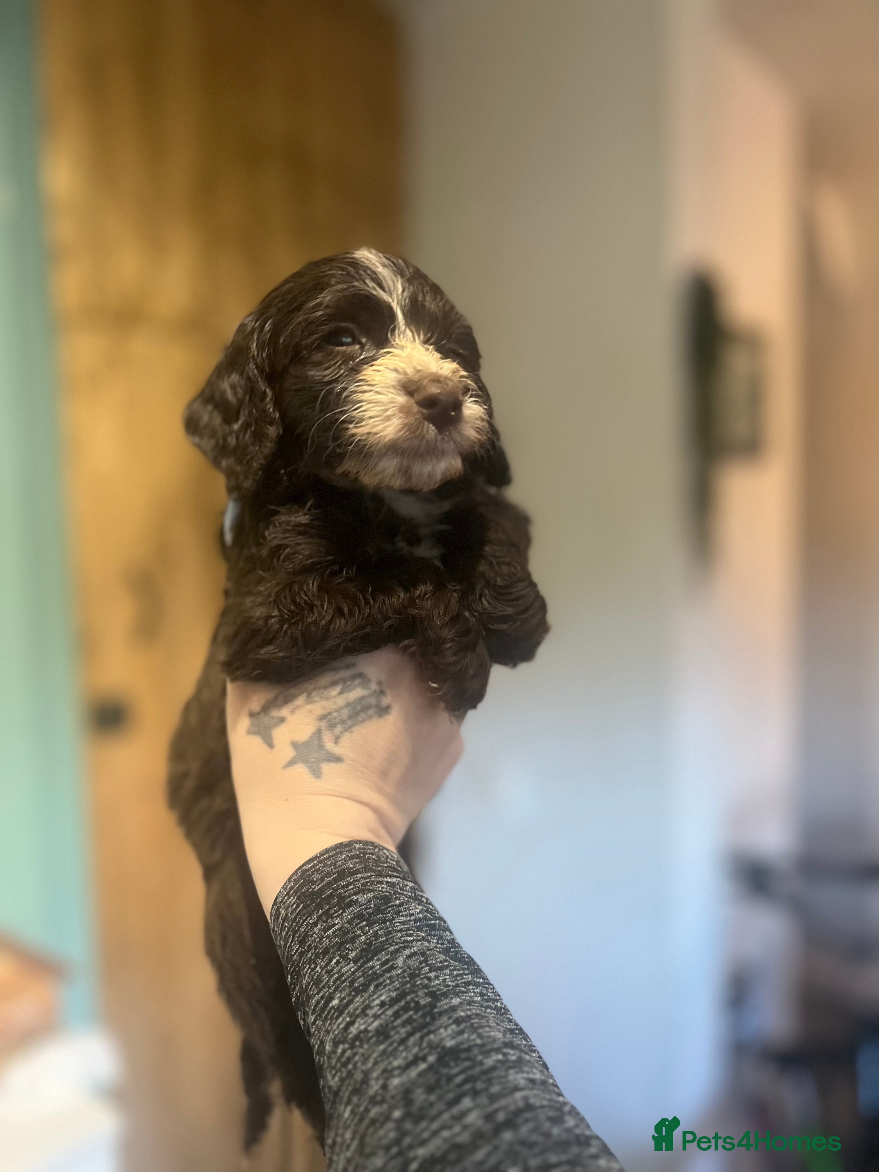 Cockapoo dogs Beautiful f2 cockapoo pups 8 weeks old  - Advert 1
