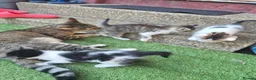 Mixed Breed cats for sale: Cute little kitten  - Advert 2