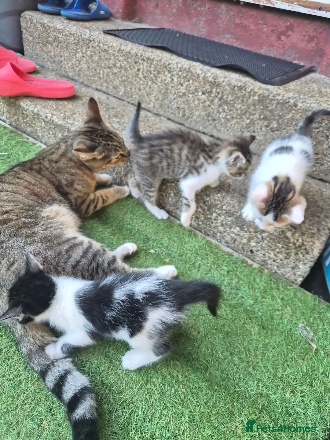 Mixed Breed cats for sale: Cute little kitten  - Advert 2