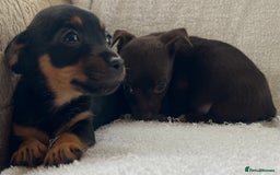 Jack Russell dogs for sale: Miniature Jack Russel’s - Image 6