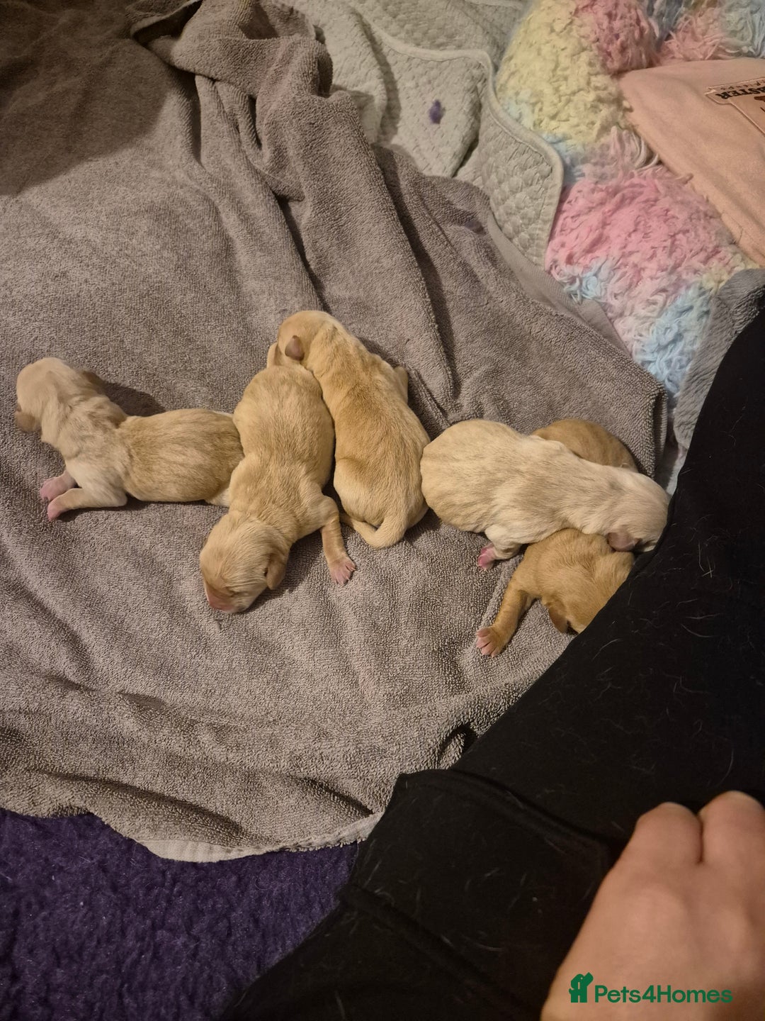 Labrador Retriever dogs for sale: Labrador Retriever puppies - Advert 4