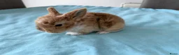 Mini Lop rabbits for sale: 3 adorable Mini Lop rabbits looking for new home - Advert 3