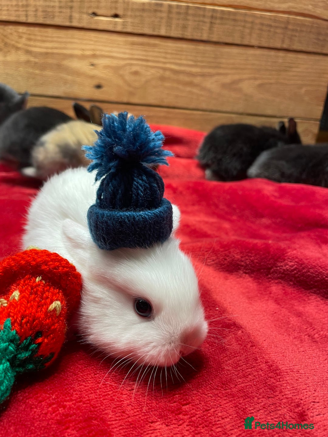 Mixed Breed rabbits for sale: Mini Lop Cross Baby Rabbits - Advert 3