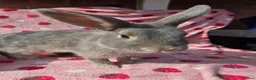Mixed Breed rabbits for sale: 4 very tame Blue fawn plush mini lop rabbit - Advert 37