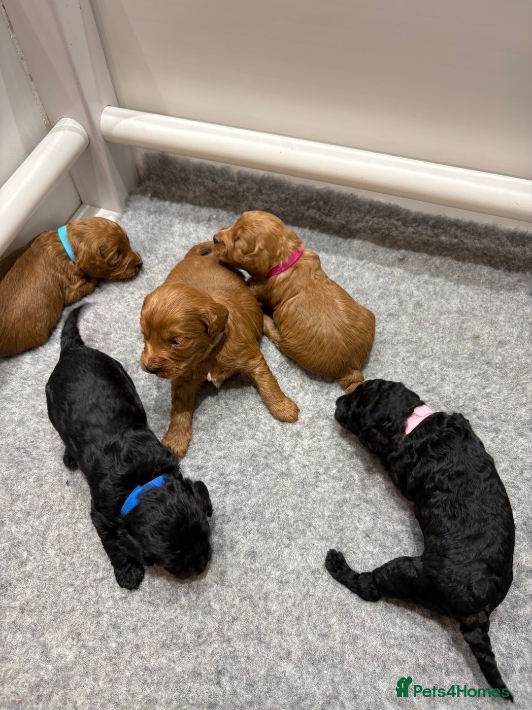 Cockapoo dogs for sale: Beautiful F1B Cockapoo Puppies - Advert 12