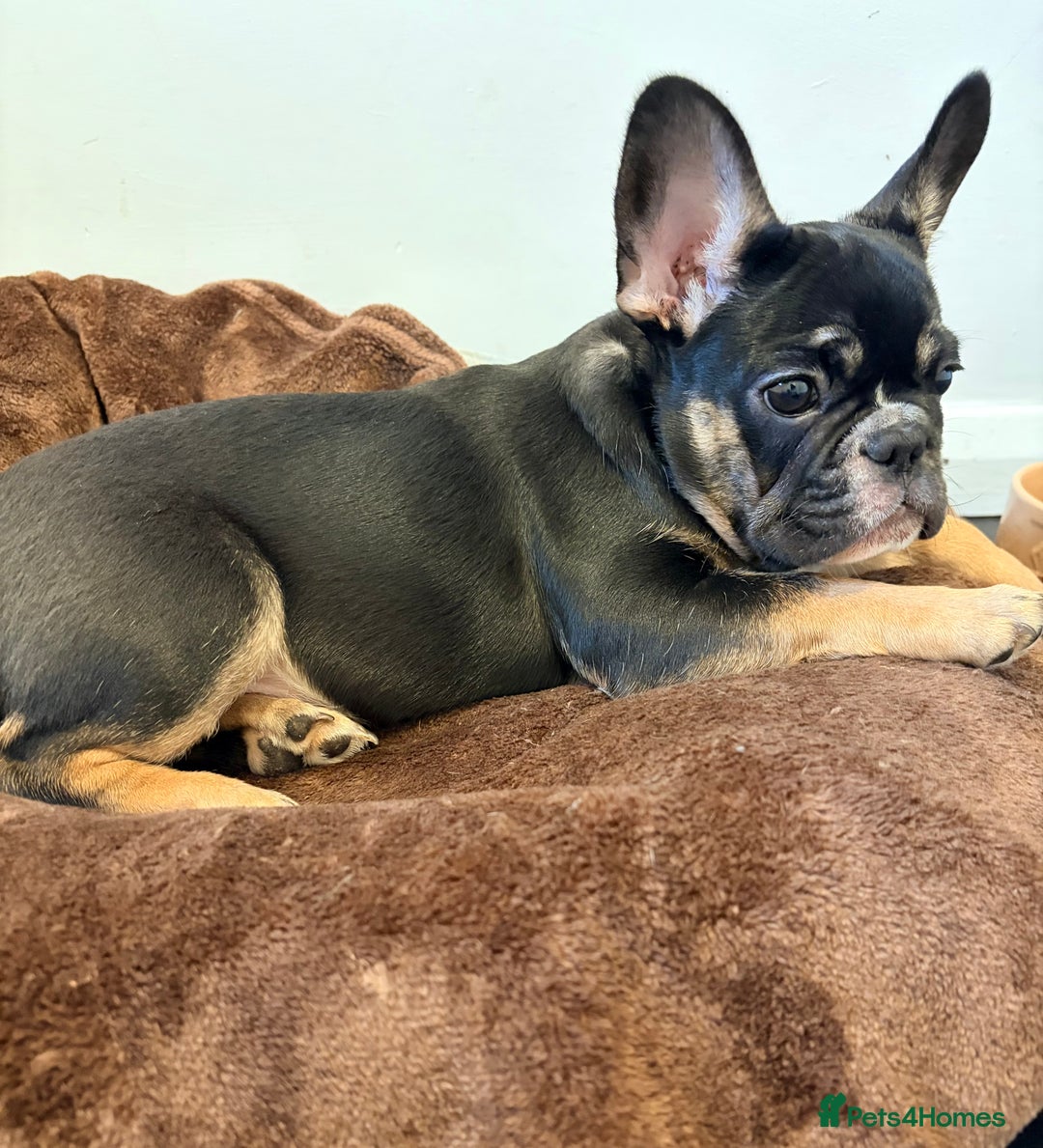 French Bulldog dogs for sale: French Bulldog KC Registered - 💕Female💕 - Advert 4
