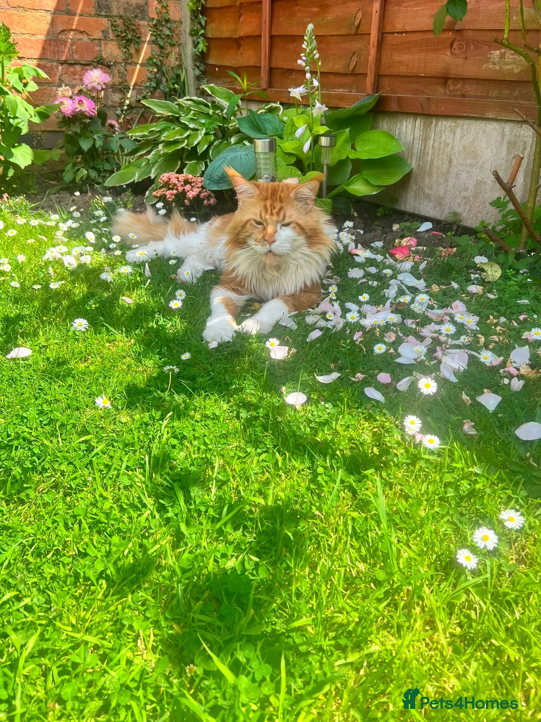 Maine Coon cats for sale: Maincoon 6 years old male - Advert 1