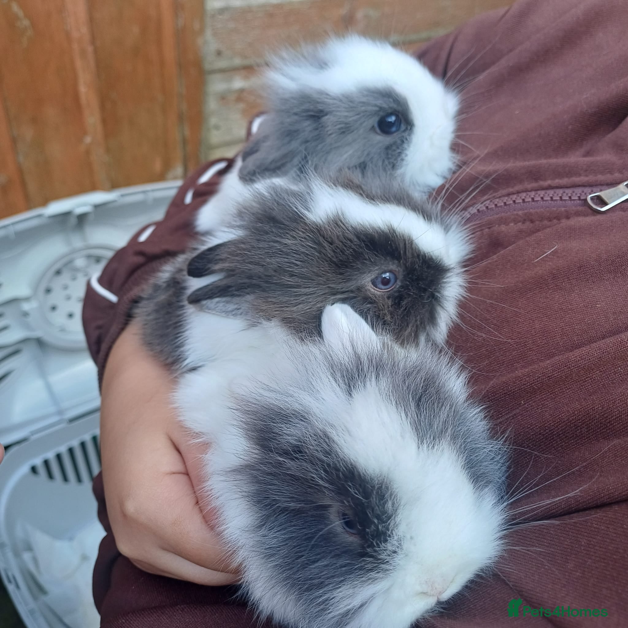 Lionhead rabbits Baby double main lionhead bunnies for sale  - Advert 17