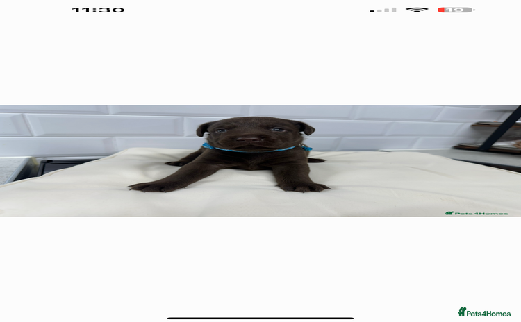 Labrador Retriever dogs - Advert 10