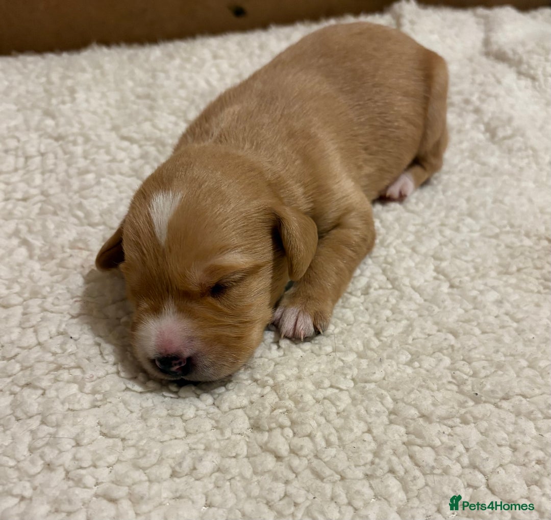 Cockerdor dogs for sale: Beautiful litter of Cockerdor puppies  - Advert 13