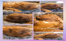 Cavapoo dogs for sale: Gorgeous F1B Fox Red Cavapoo Puppies - Image 3