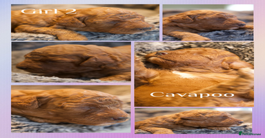 Cavapoo dogs - Advert 4