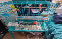 Budgerigars birds for sale: 2 Budgies and Cage - Image 1