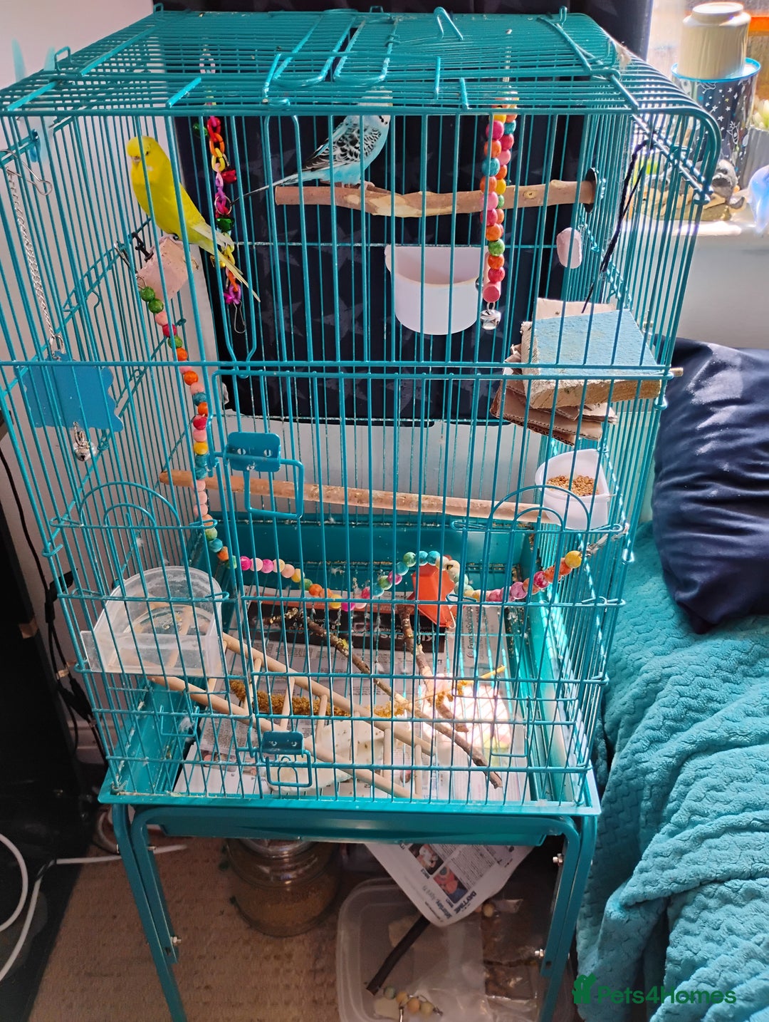 Budgerigars birds for sale: 2 Budgies and Cage - Image 1