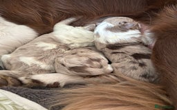 Border Collie dogs for sale: Only one girl left. - Image 4