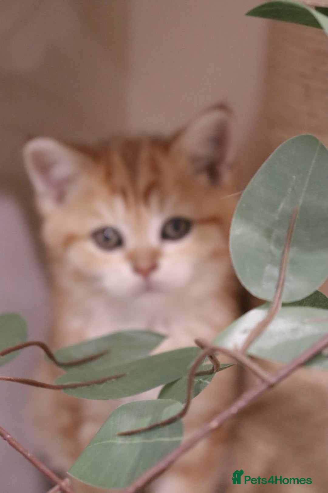 British Shorthair cats for sale: Stunning Champion Bloodlines kittens  - Advert 10