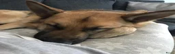 German Shepherd dogs for sale: Simba 8 year old German Shepard needs new home  in Scarborough - Advert 6
