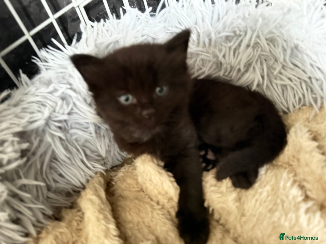Mixed Breed cats for sale: 5 kittens  - Advert 18