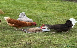 Chickens poultry for sale: 5 Laying Hens Free - Image 2