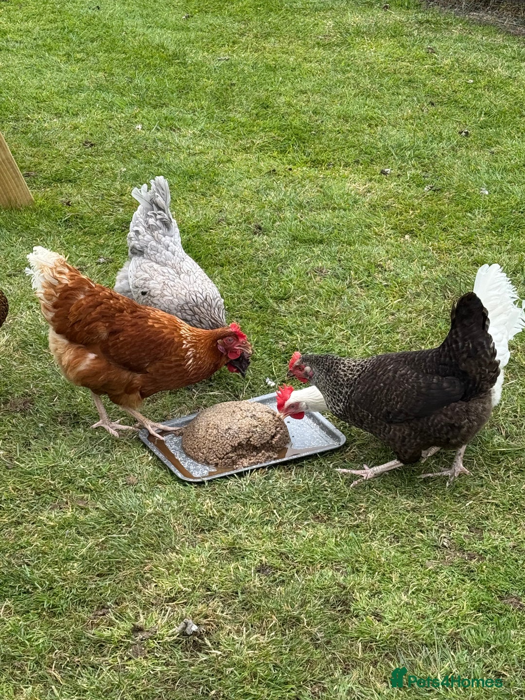 Chickens poultry for sale: 5 Laying Hens Free - Image 2