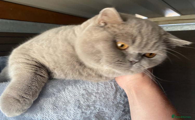 British Shorthair cats - Advert 6