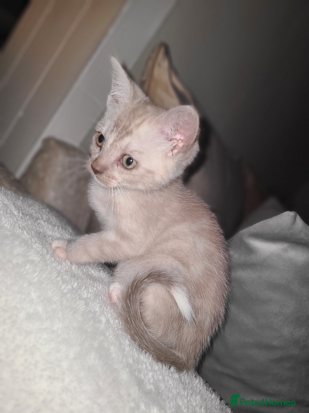 Mixed Breed cats for sale: Beautiful boy kitten available  - Advert 7