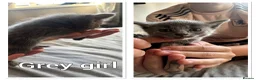 Mixed Breed cats for sale: Beautiful kittens ready now  in Birmingham - Advert 6