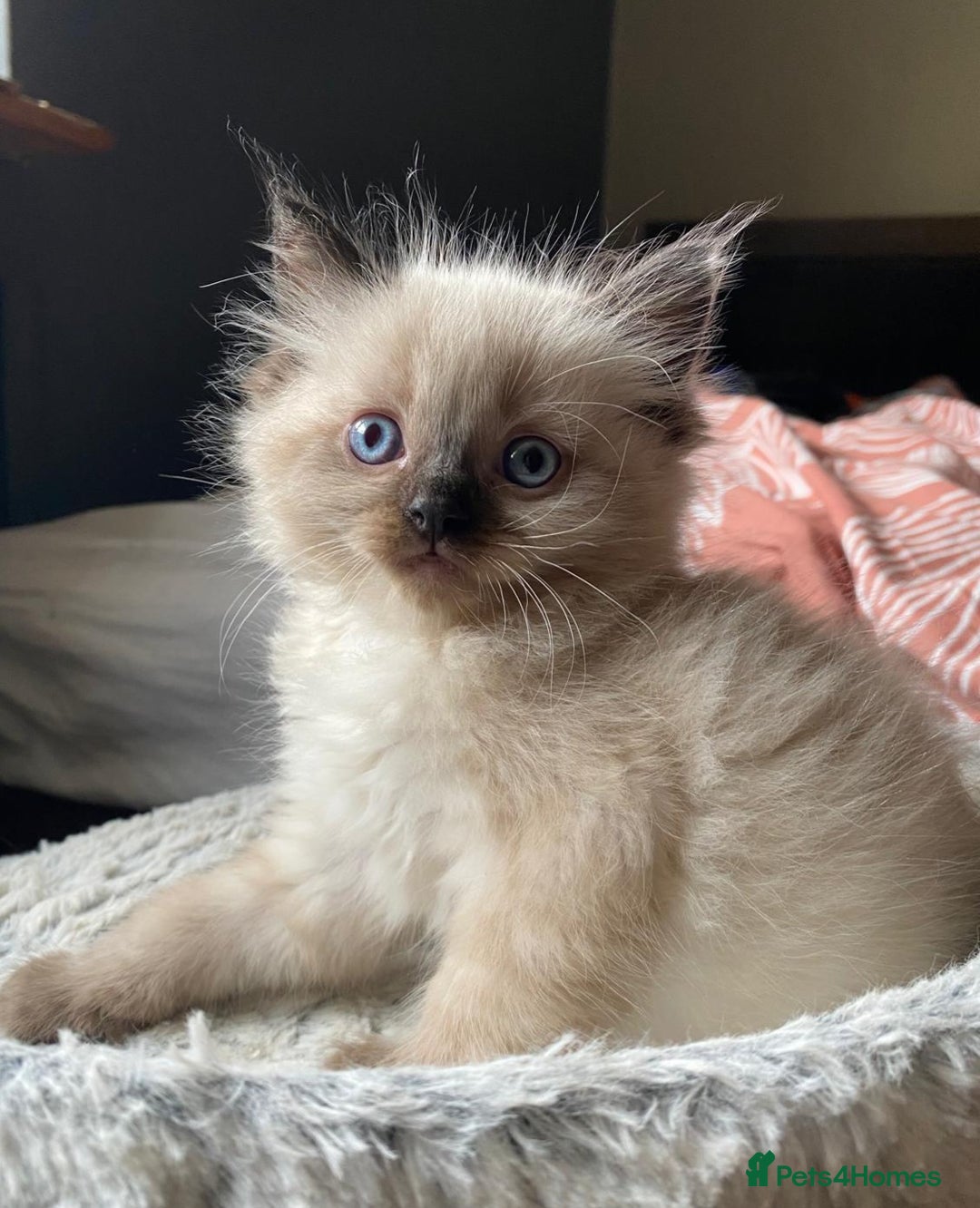 Ragdoll cats for sale: Beautiful chunky kittens ready to leave soon - Image 2