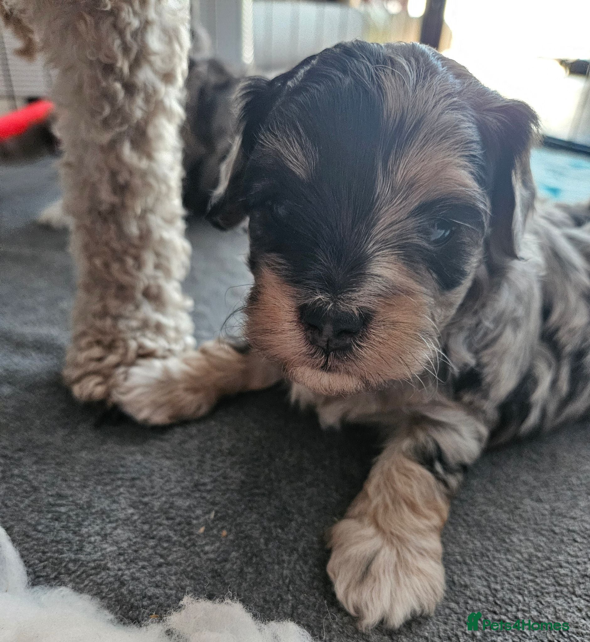 Maltipoo dogs Beautiful Blue Merle Maltipoos - Advert 2