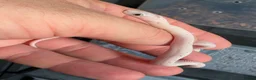 Corn Snake reptiles for sale: Palmetto and caramel palmetto corn snakes  - Advert 25