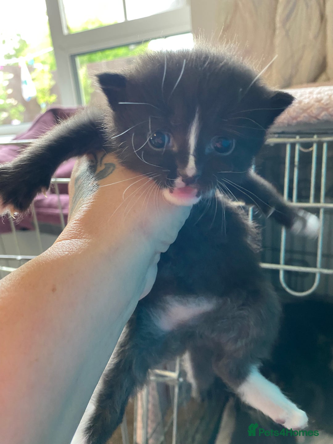 Mixed Breed cats for sale: Kittens  - Image 5