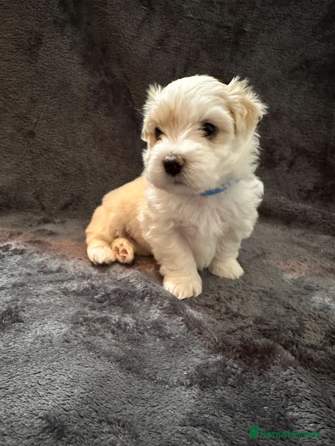 Bichon Frise dogs for sale: Adorable Bichon Frise Puppies - Advert 17