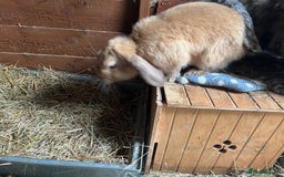 Lionhead rabbits for sale: Multiple bunnies for sale  - Image 3