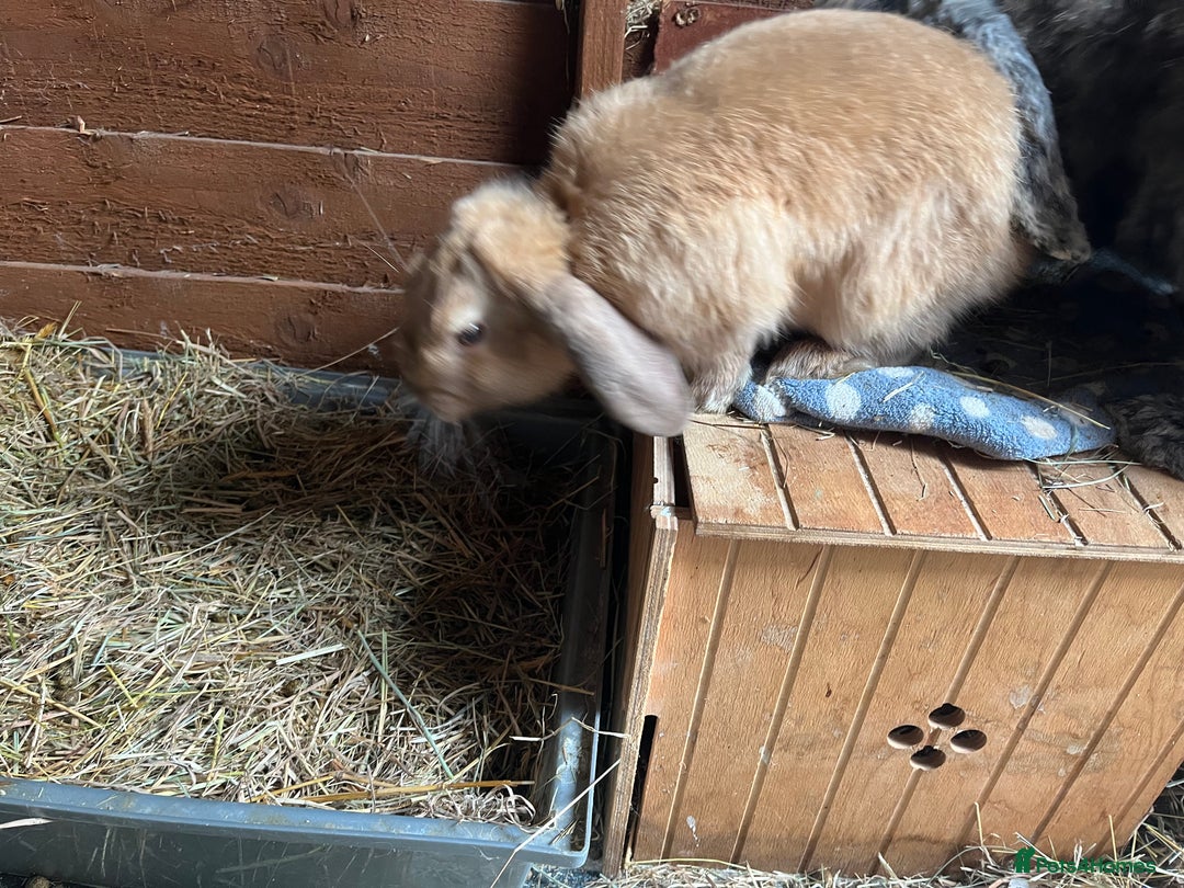 Lionhead rabbits for sale: Multiple bunnies for sale  - Image 3