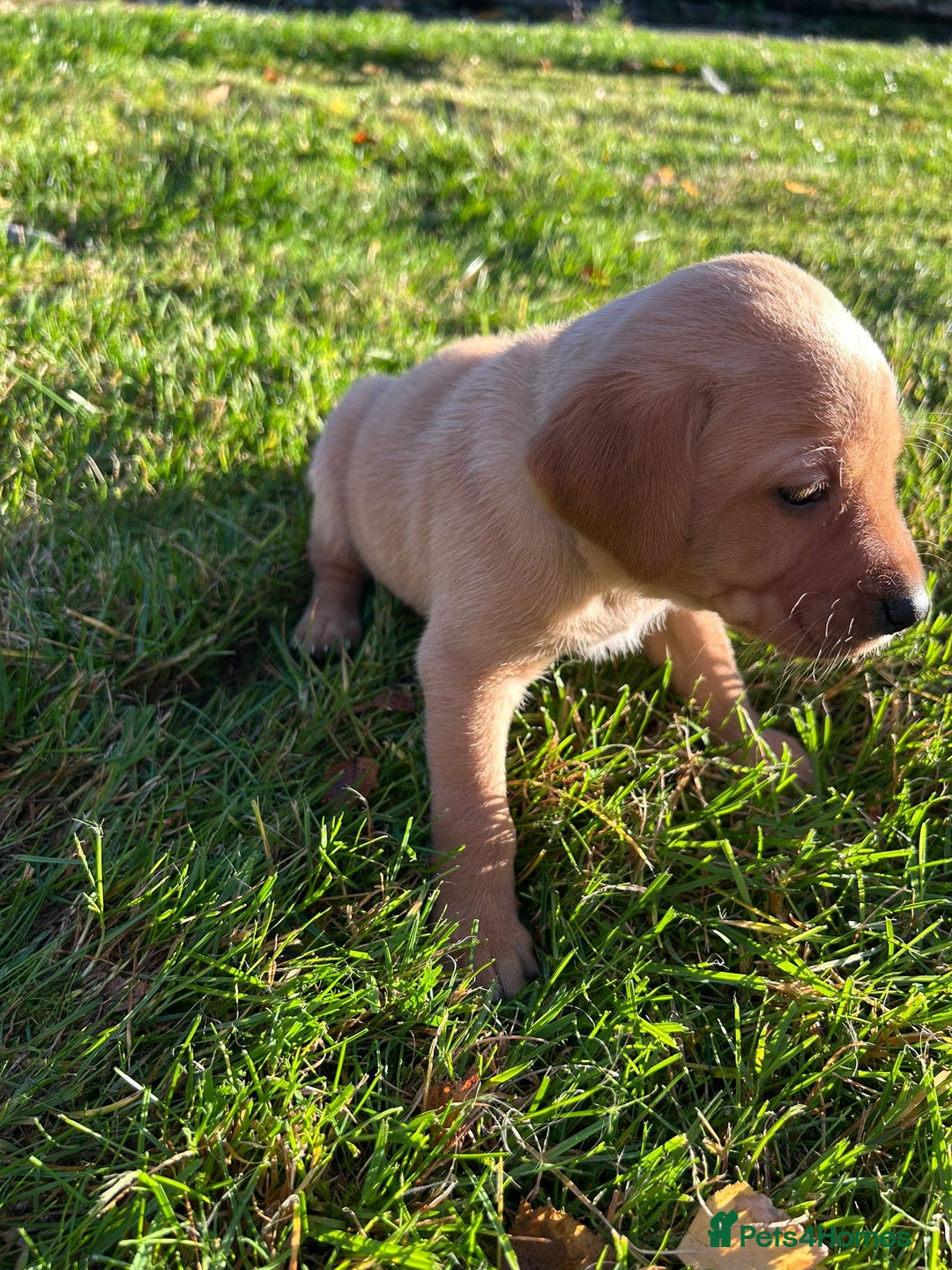 Labrador Retriever dogs for sale: Fox Red Labrador Puppies for Sale - Advert 24