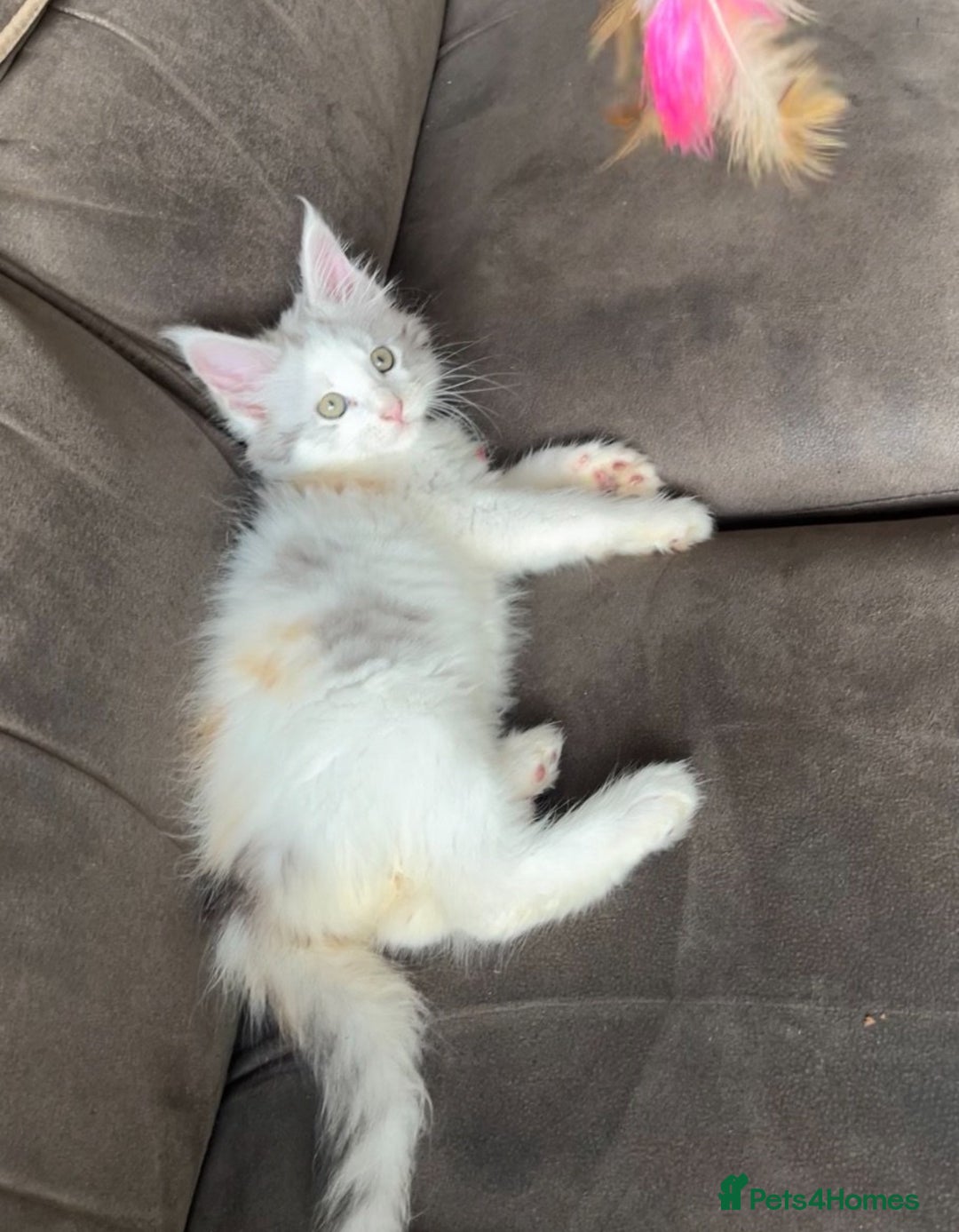 Maine Coon cats for sale: 2 maine coon kittens💕 - Image 2