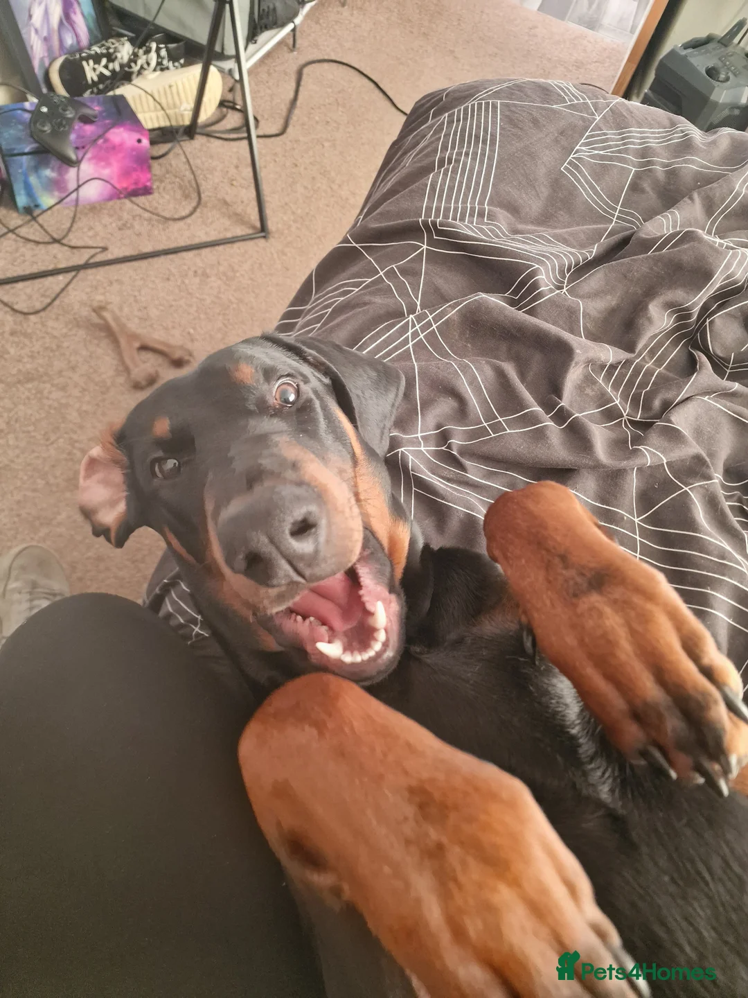 Dobermann dogs for sale: Dobermann pup - Advert 5