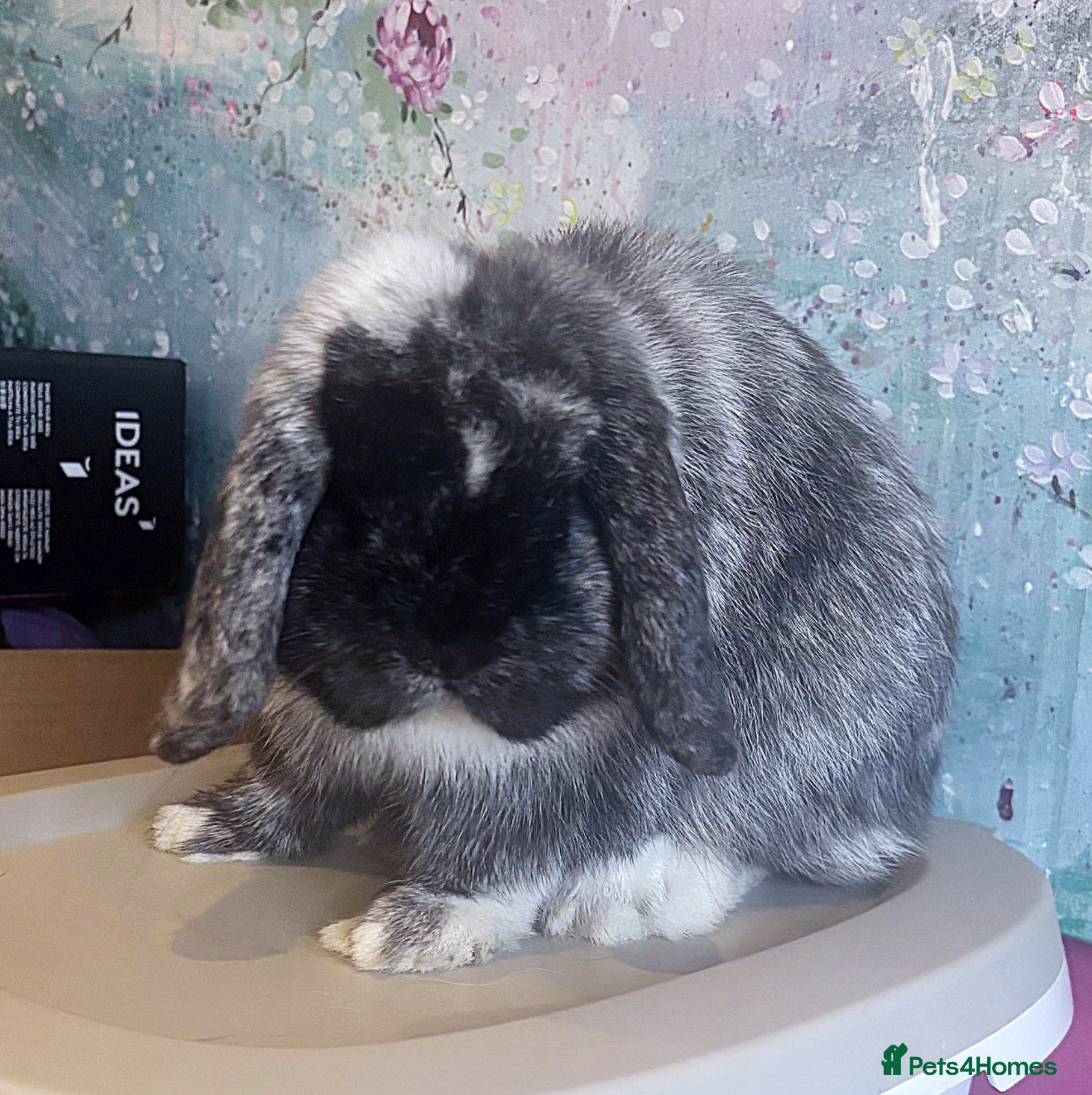 Mini Lop rabbits 💜 Merlin - Black Magpie Mini Lop Buck 💜 - Advert 2